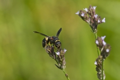 Euodynerus hidalgo