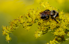 Bombus citrinus