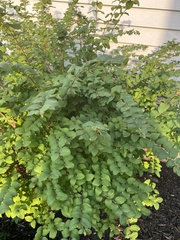 Symphoricarpos orbiculatus