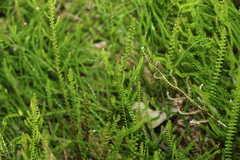 Selaginella uliginosa
