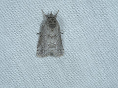 Nycteola polycyma