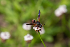 Pachodynerus erynnis