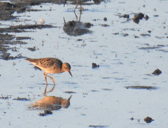 Calidris subruficollis