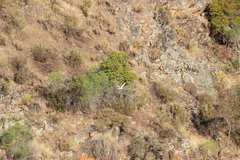 Neophron percnopterus