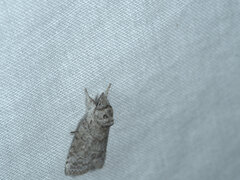 Nycteola polycyma