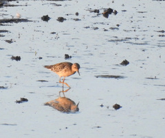 Calidris subruficollis