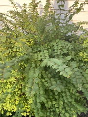Symphoricarpos orbiculatus