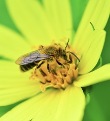 Andrena helianthi