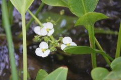 Sagittaria platyphylla