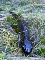 Ambystoma tigrinum