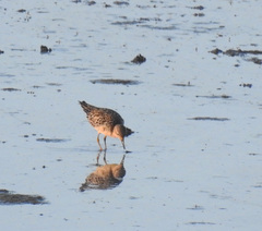 Calidris subruficollis