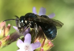 Ceratina calcarata