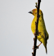 Ploceus subaureus subaureus