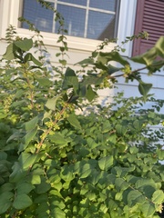 Symphoricarpos orbiculatus