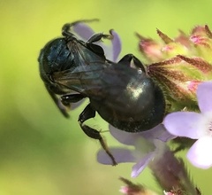Ceratina calcarata