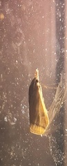 Microtheoris vibicalis
