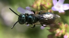 Ceratina calcarata