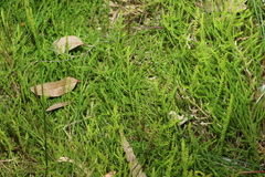 Selaginella uliginosa