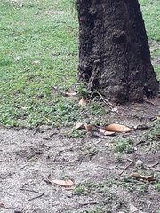 Turdus rufopalliatus