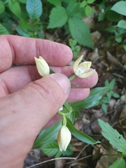Cephalanthera damasonium