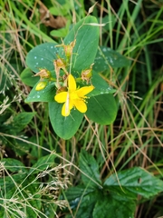 Hypericum punctatum