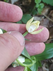 Cephalanthera damasonium