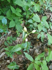 Cephalanthera damasonium