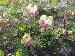 Tephrosia virginiana