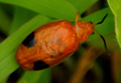 Oides palleata