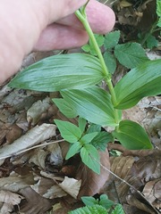 Cephalanthera damasonium