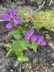 Rhexia virginica