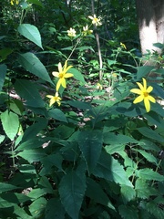 Helianthus decapetalus