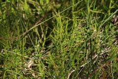 Selaginella uliginosa