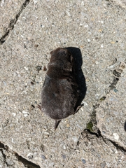 Blarina brevicauda
