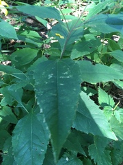 Helianthus decapetalus