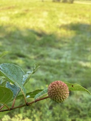Cephalanthus occidentalis