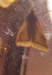 Microtheoris vibicalis