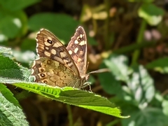Pararge aegeria