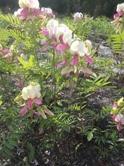 Tephrosia virginiana
