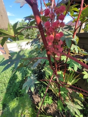 Ricinus communis