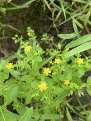 Hypericum mutilum