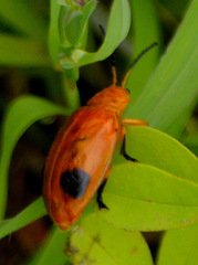 Oides palleata