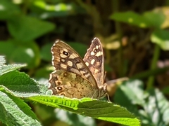 Pararge aegeria