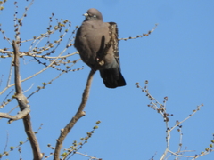 Patagioenas maculosa