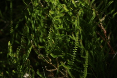 Selaginella uliginosa
