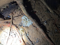 Tremella fuciformis