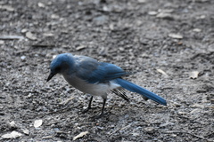 Aphelocoma wollweberi