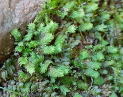 Fissidens