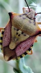 Carpocoris mediterraneus atlanticus