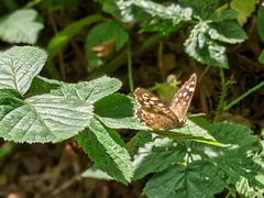 Pararge aegeria